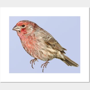 House Finch Song Bird Colorful Illustration Posters and Art